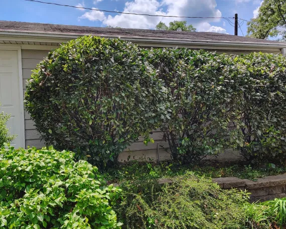 Cleaner Cuts That Support Safety and Growth