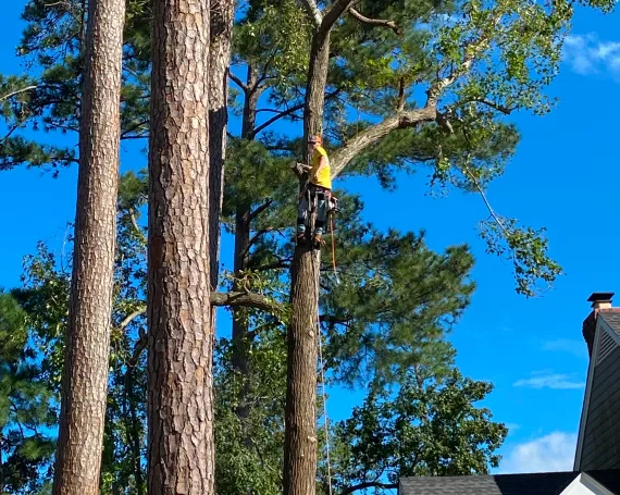 Tree Care That Protects Your Property