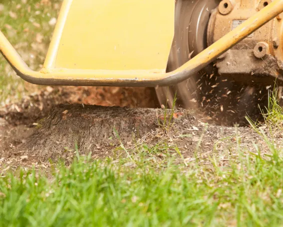 Stump Grinding and Removal 1